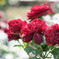 秋薔薇