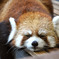 眠る