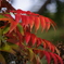 ハゼの紅葉