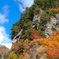 白山ホワイトロード　紅葉