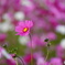 秋桜