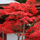 全紅葉
