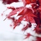3955DF88-69FD-4C7D-92E6-9673B18DA529