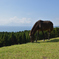 野生の馬