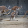 動物園にて