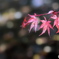 心字池の紅葉