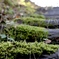 苔階段