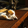 Sleepy cat