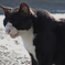古旅館の猫