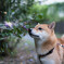 香り