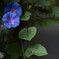 道端