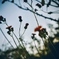 flower 01