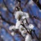11月の小福桜の蜜を吸うハチ　この時期の貴重な花です