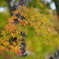 紅葉(黄)
