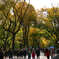 Autumn leaves in central park