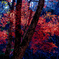 森林の紅葉２