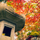 紅葉と灯篭