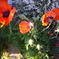 poppy