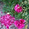 petals