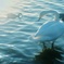 -  「忘れえぬ白鳥」  -