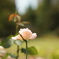 薔薇