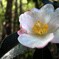 木陰のサザンカ