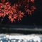 碓氷湖の紅葉