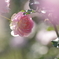 秋薔薇