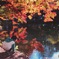 紅葉遊び