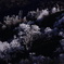 源太ケ岳の霧氷