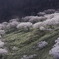満開