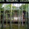 竹の坪庭