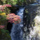 高野山の紅葉