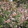 Botanical Garden