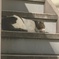 ネコ