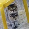 かわいい猫ちゃん