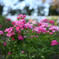 薔薇たち