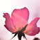 ピンクの花
