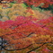 紅葉2017（1）