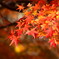 紅葉　
