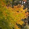 紅葉はじめ