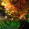 夜紅葉１
