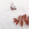 雪の降った朝は
