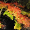 夜紅葉４