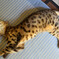 飼い主のマネ