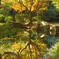 水に映る紅葉