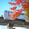 立川の紅葉とモノレール