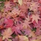 朱紅花