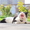 猫ちゃん