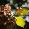 紫陽花の今